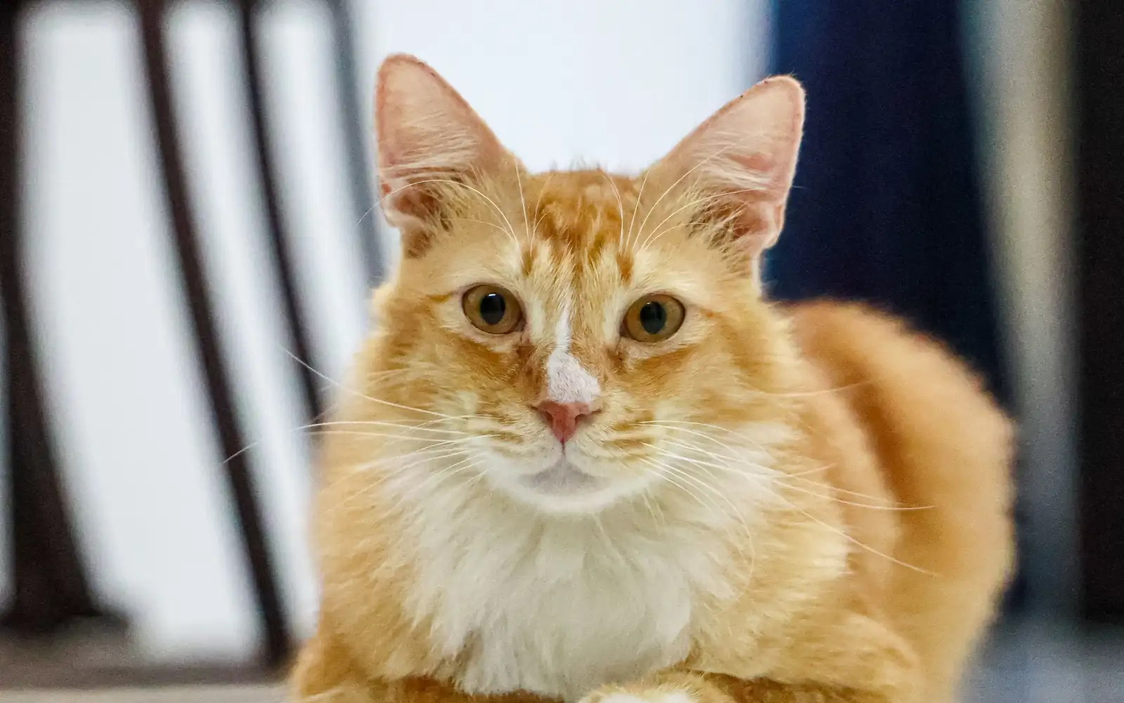 Bulu kucing yang nampak cantik itu akan jadi kerja harian anda di Malaysia