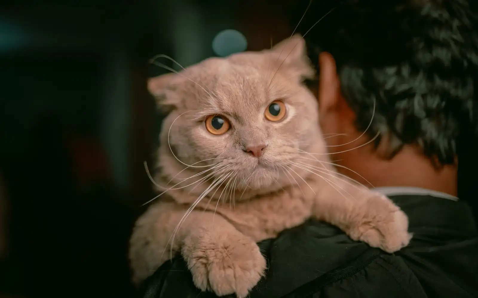 British Shorthair atau Persian? Bandingkan Dua Baka Ikut Rutin Harian Anda
