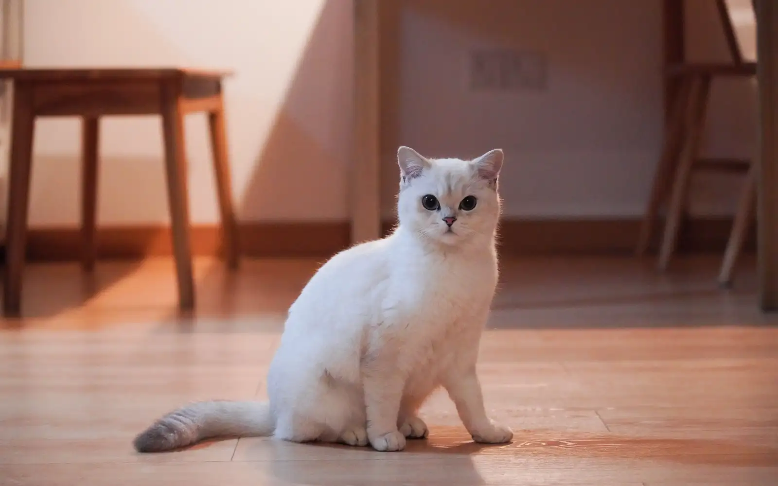 Kos bela kucing bukan harga kucing, tetapi perbelanjaan bulanan