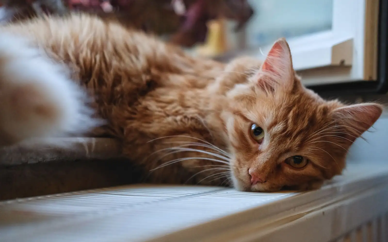 Kos memelihara kucing berulang setiap bulan, bukan sekali sahaja