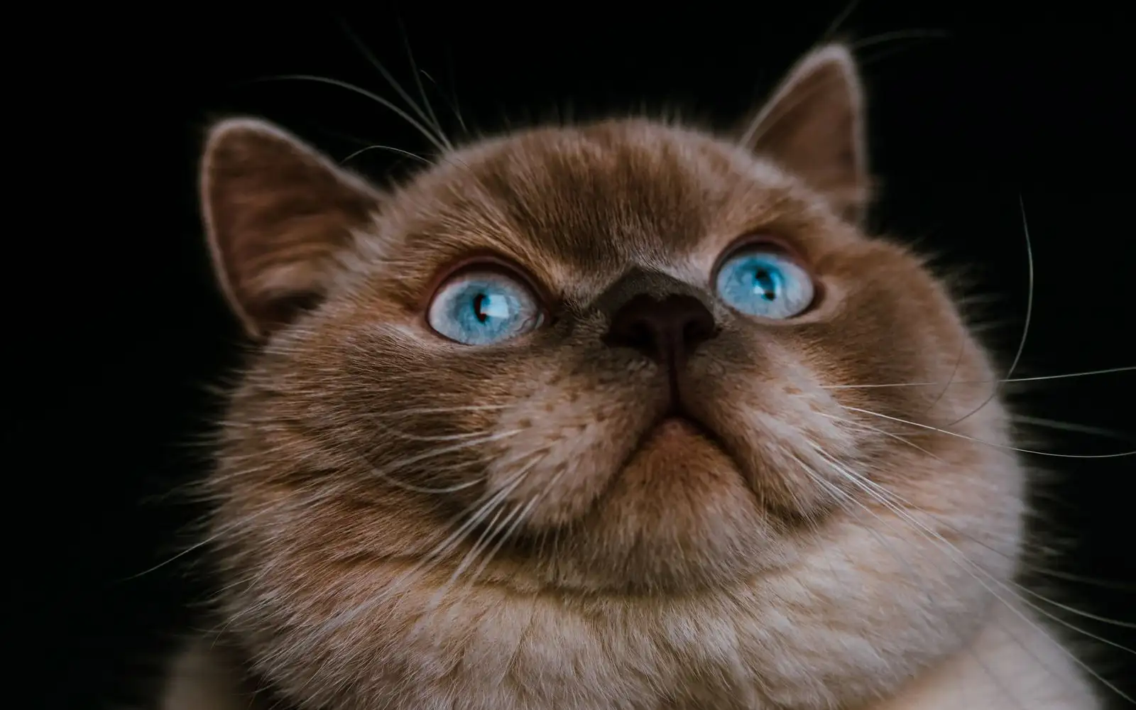 Kucing anda betul-betul besar atau cuma berbulu tebal?