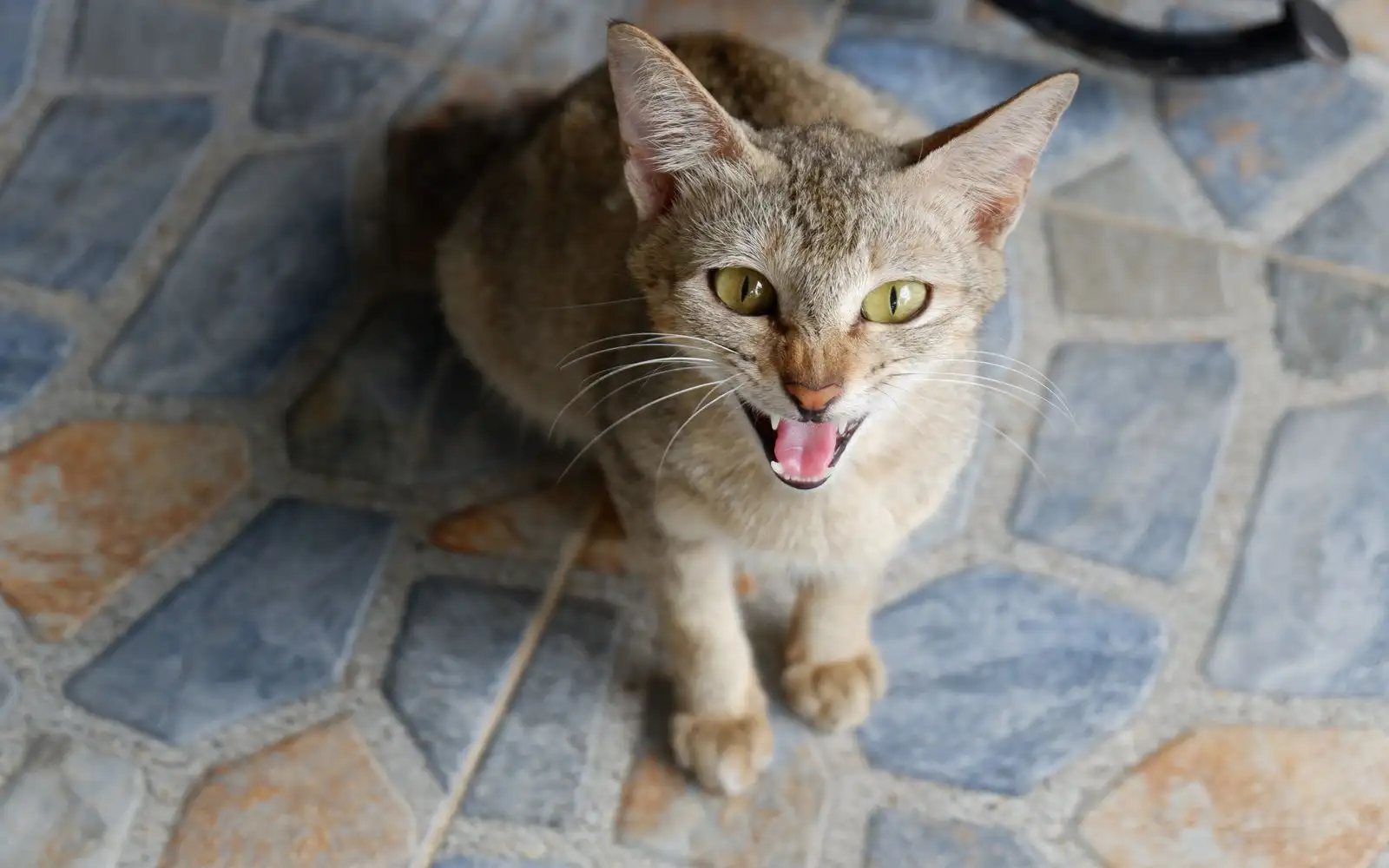 Bunyi kucing yang paling cepat mengundang aduan jiran di kondominium