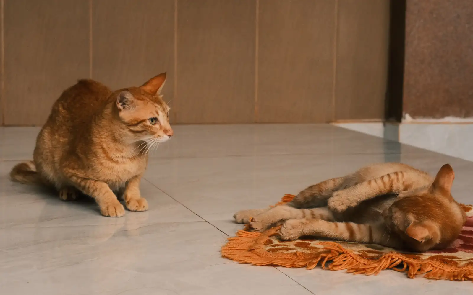 Bila kucing sudah lebih dua, susun semula aliran udara rumah