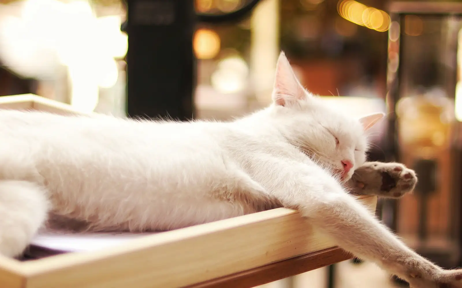 Kucing lebih suka kipas atau penghawa dingin?