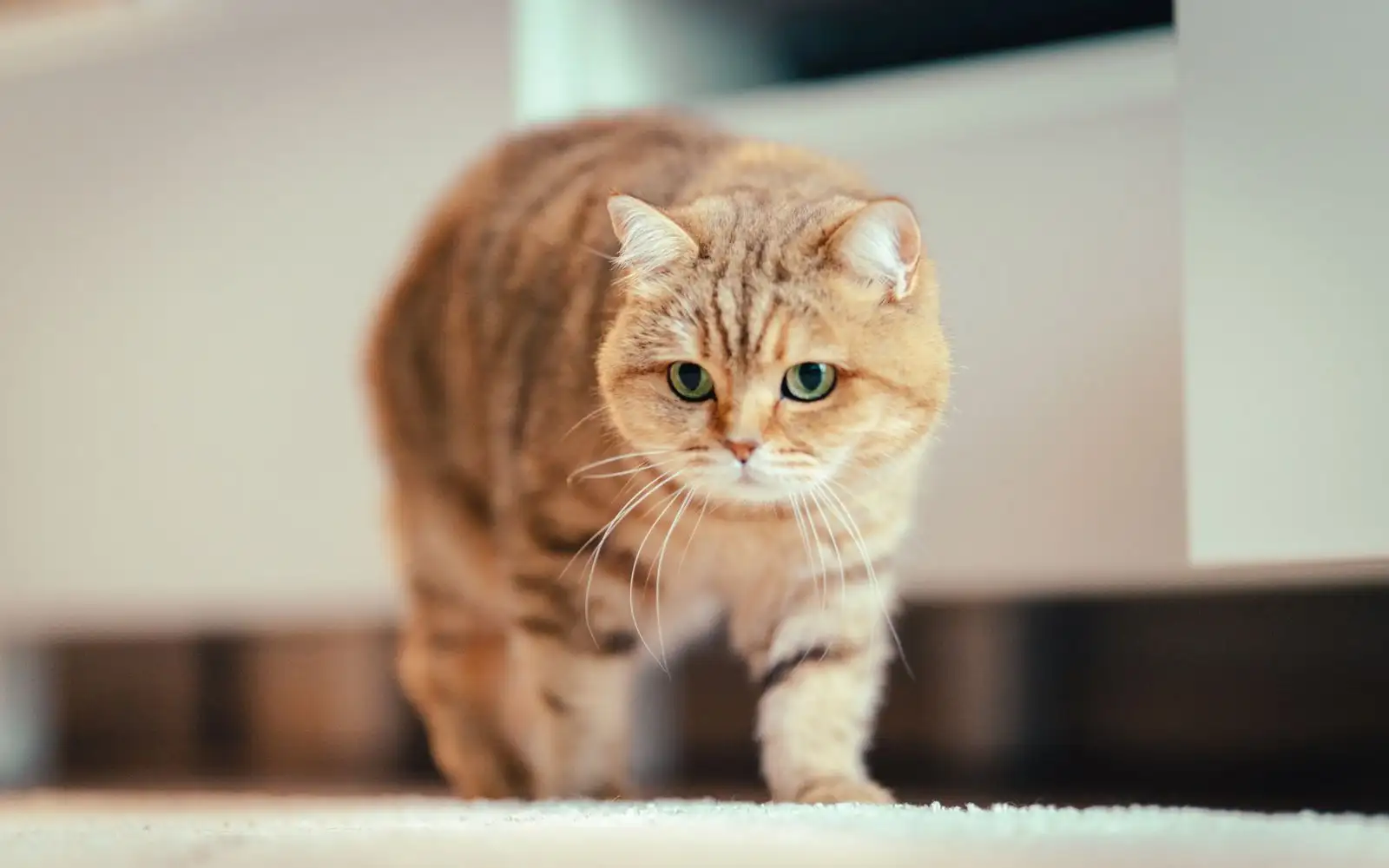Warna bulu bukan bukti baka kucing bulu pendek, ini cara membacanya