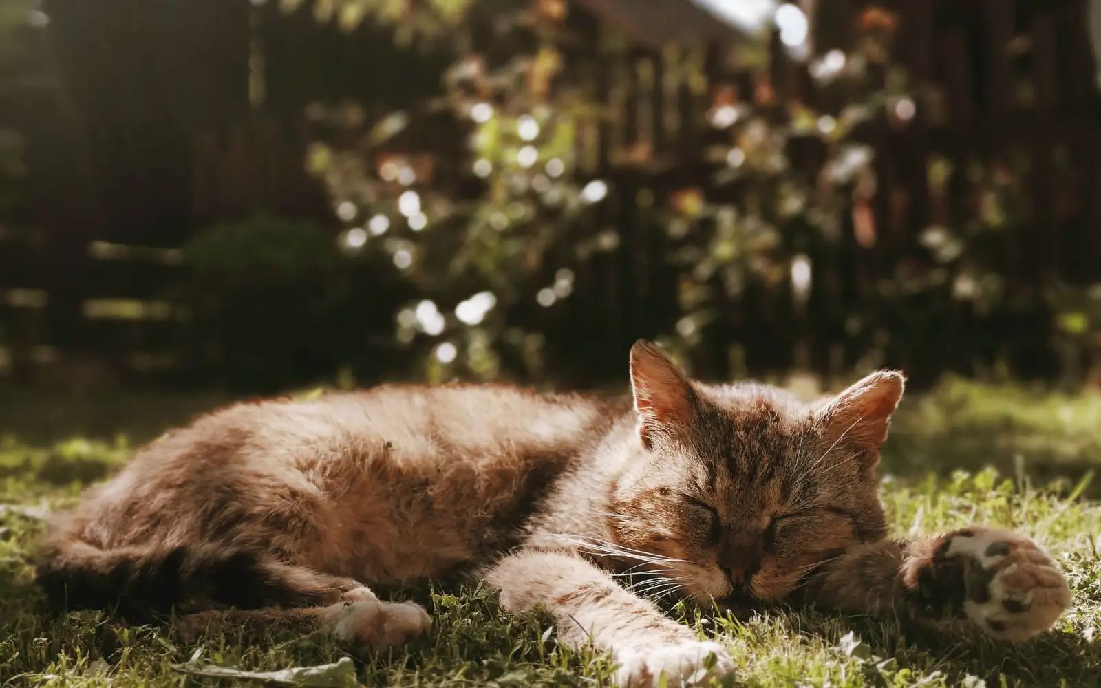 Bahaya melepaskan kucing ke halaman rumah teres dan cara bina ruang luar yang selamat