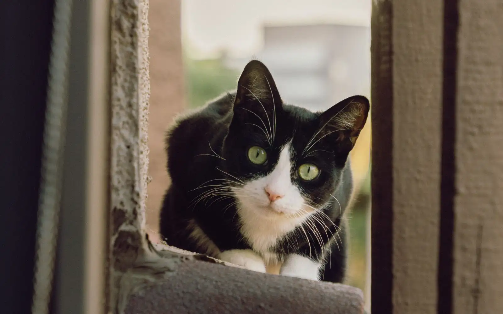 Celah longkang dan pagar yang selalu terlepas pandang sebelum kucing masuk rumah