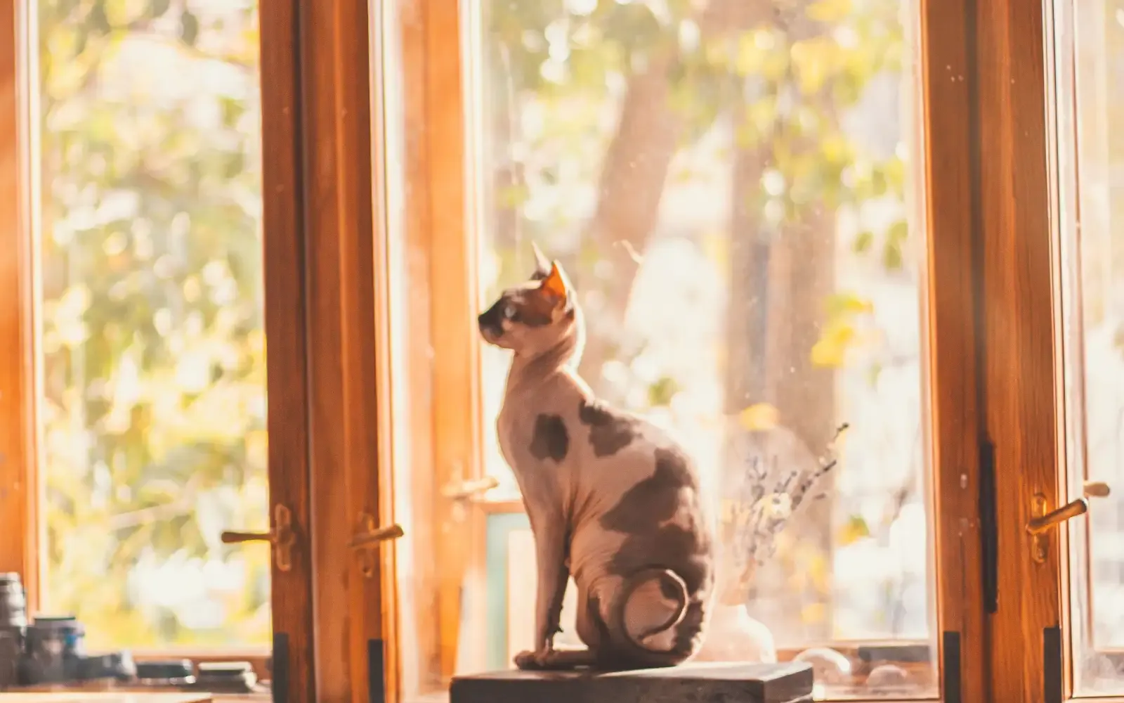 Bau litter box merebak walaupun tingkap sentiasa terbuka