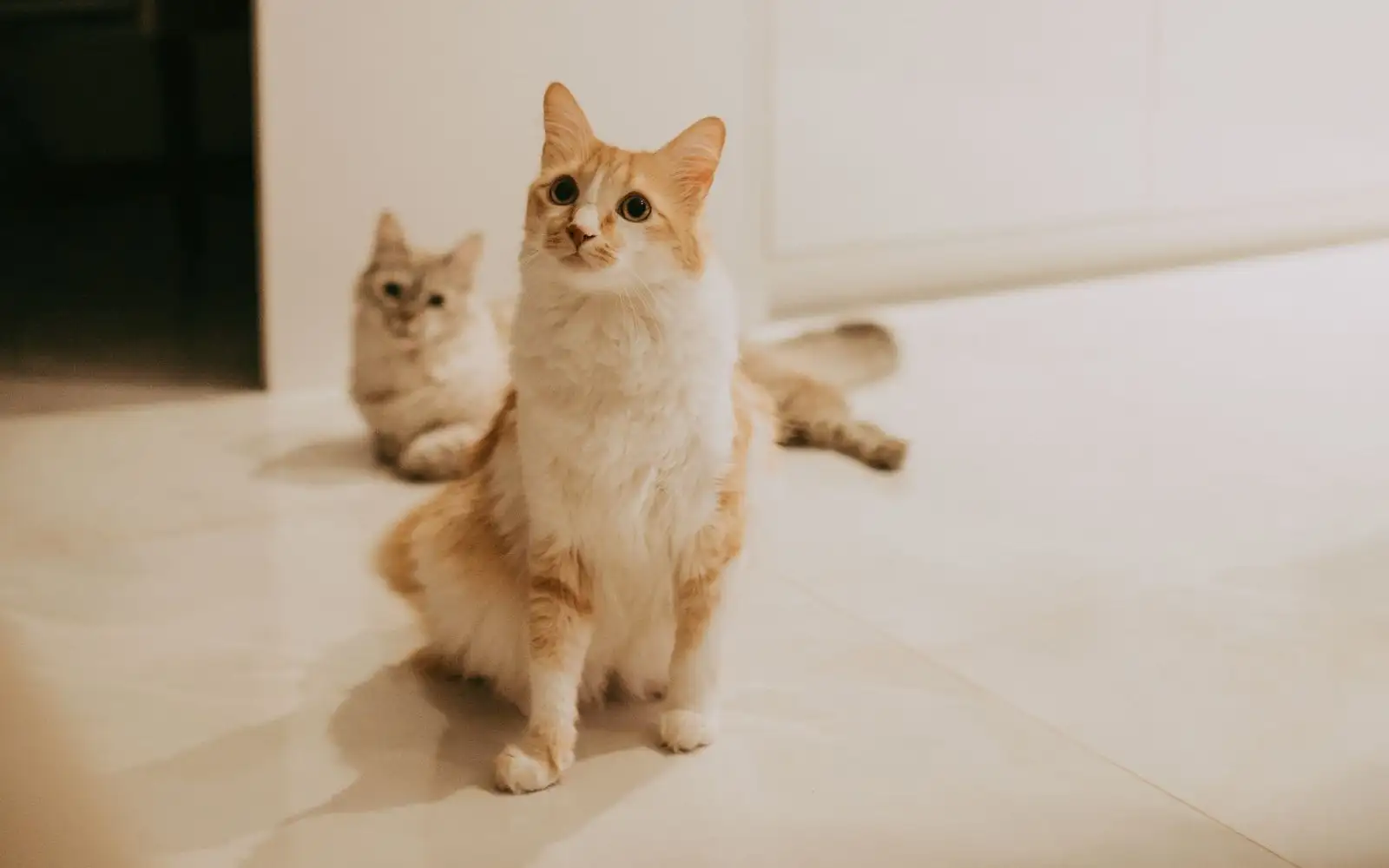 Bilangan Tandas Kucing Bukan Isu Utama, Kedudukannya yang Menentukan