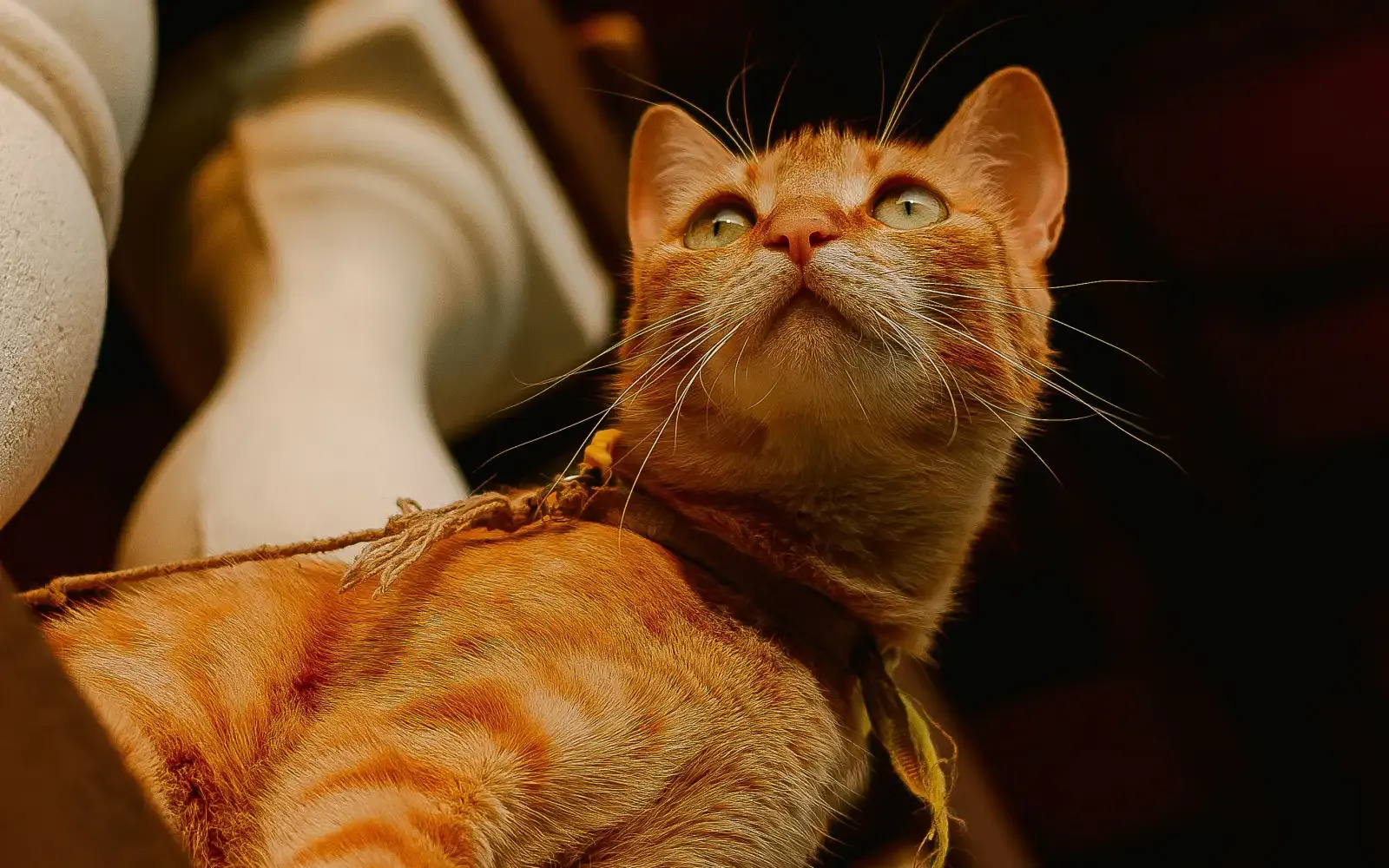 Rumah tropika Malaysia boleh jadi selesa untuk kucing, ini caranya