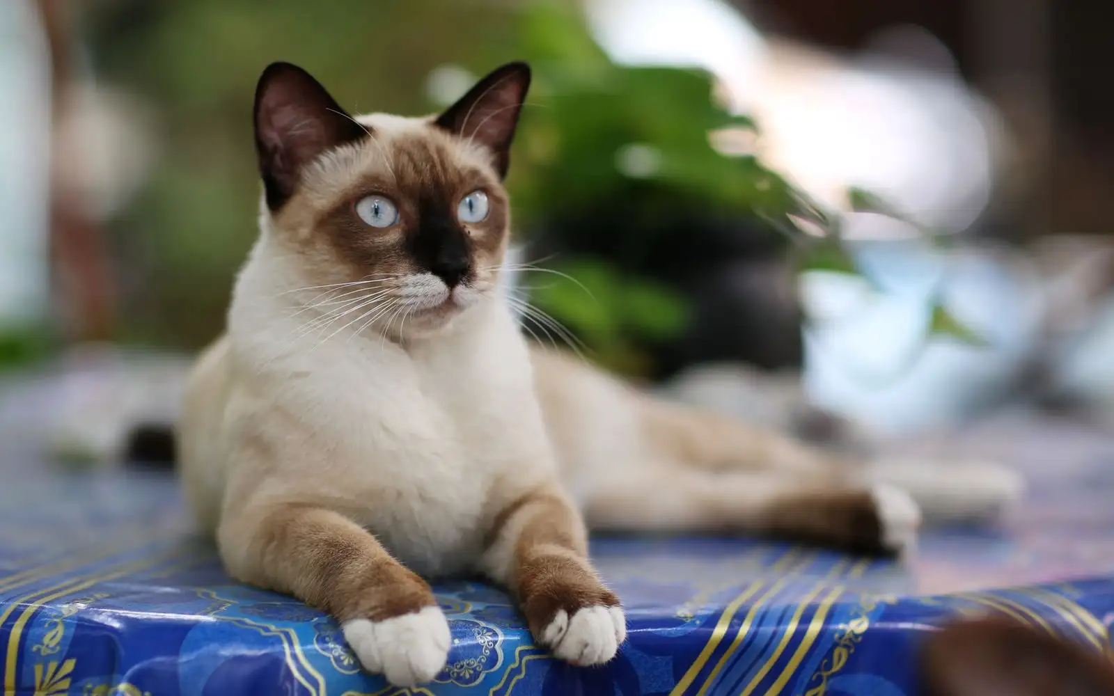 Jiran Akan Dengar Bunyi Siamese dan Bengal, Ini Bezanya