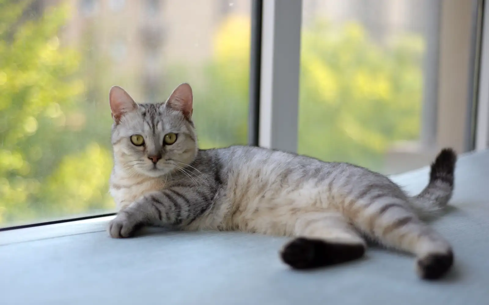Satu tingkap tanpa skrin sudah cukup untuk kucing jatuh