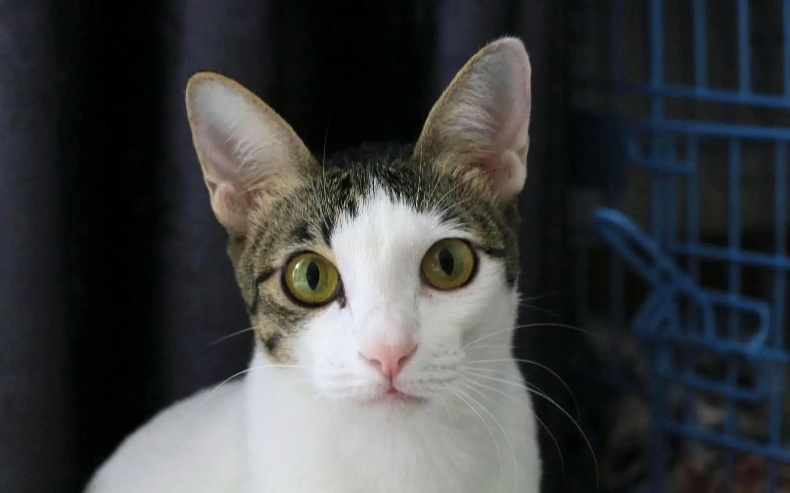 Baka pedigri tidak semestinya lebih sesuai untuk keluarga berbanding Kucing Kampung