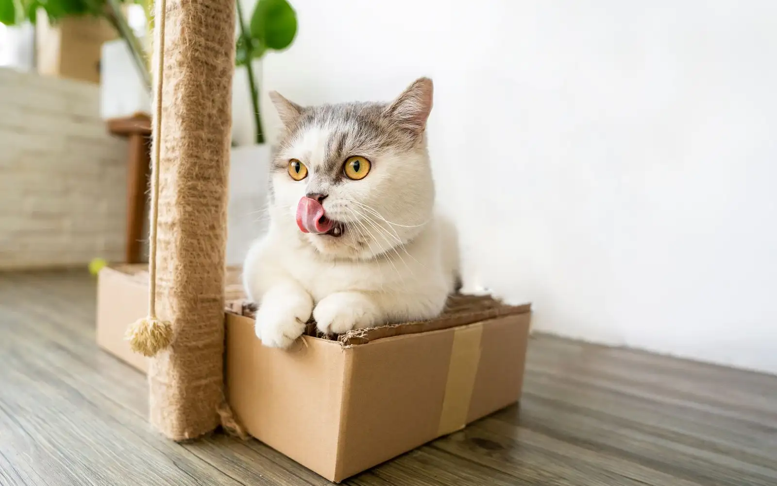 Di mana sepatutnya letak tandas dan tempat calar kucing dalam rumah?