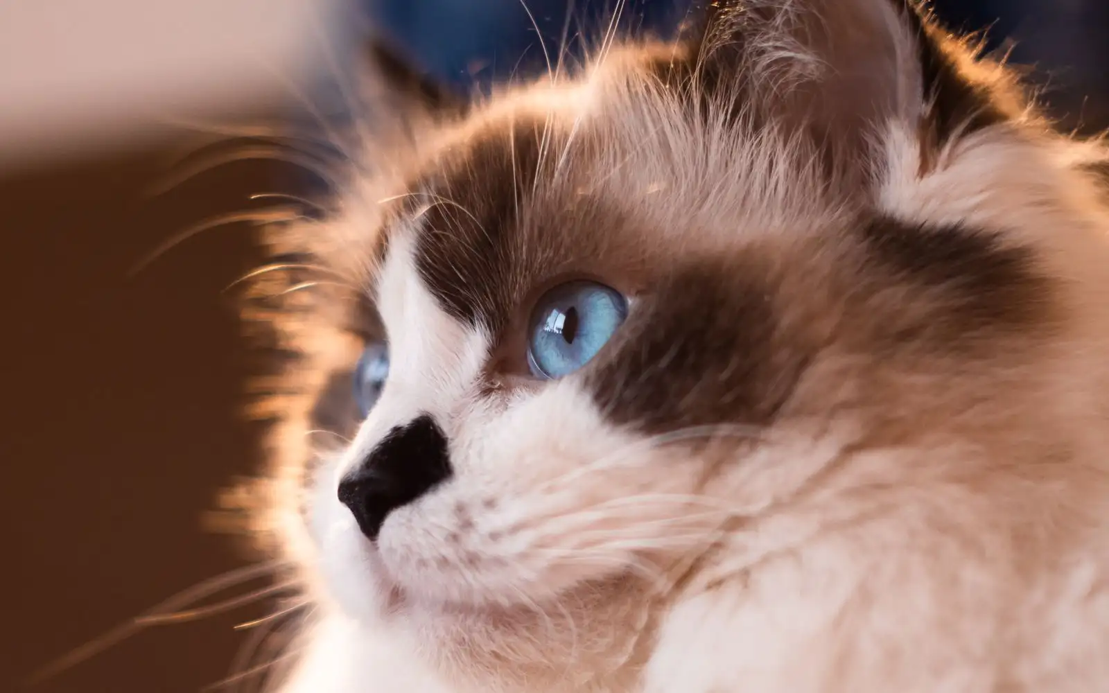 Beza Ragdoll dan Birman ditentukan piawaian baka, bukan warna bulunya