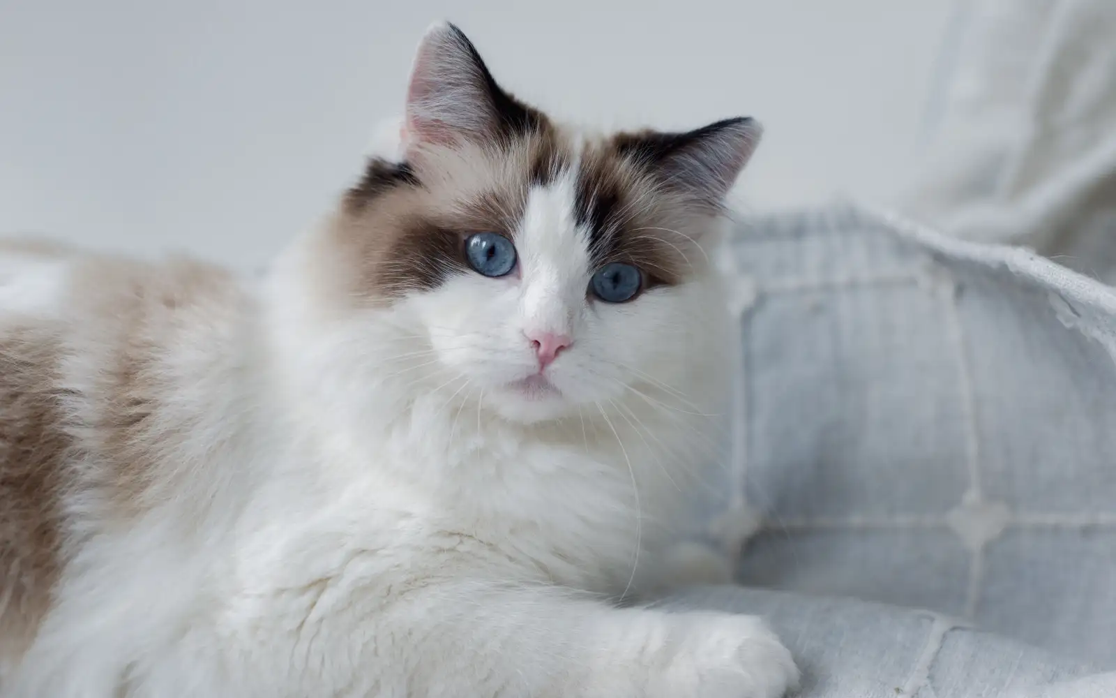 Ragdoll atau Birman? Cara Bezakan Baka Kucing yang Hampir Sama Rupanya
