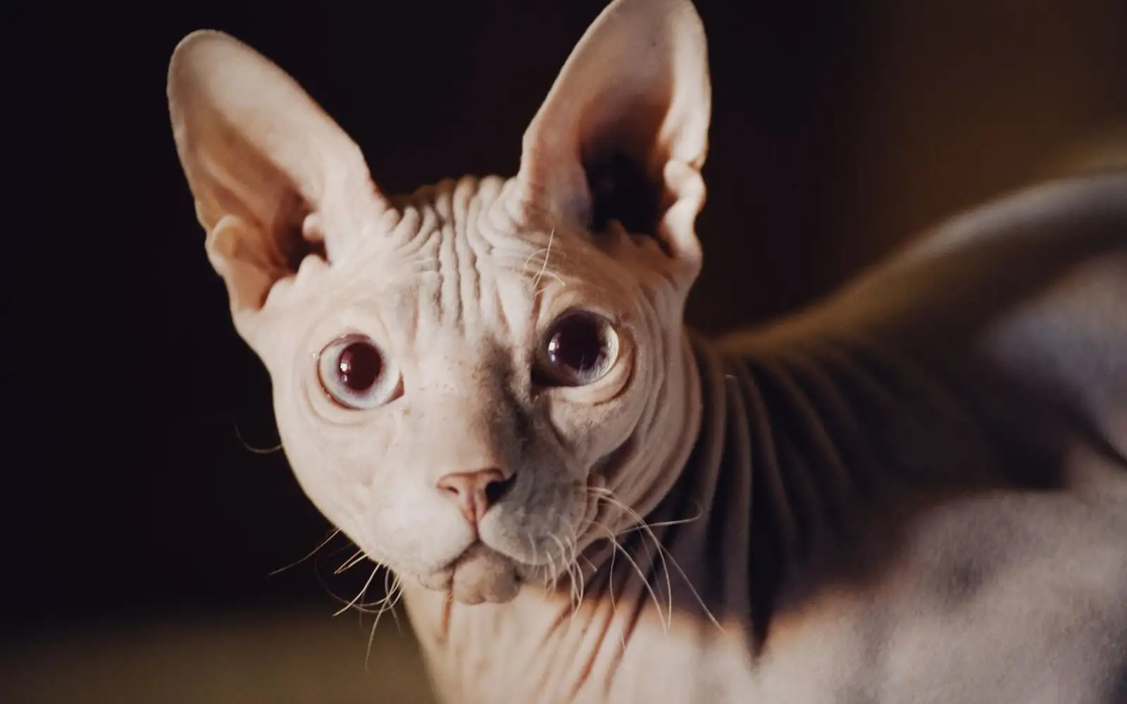 Kucing tanpa bulu sebenar boleh dikenali dari misai dan telinganya