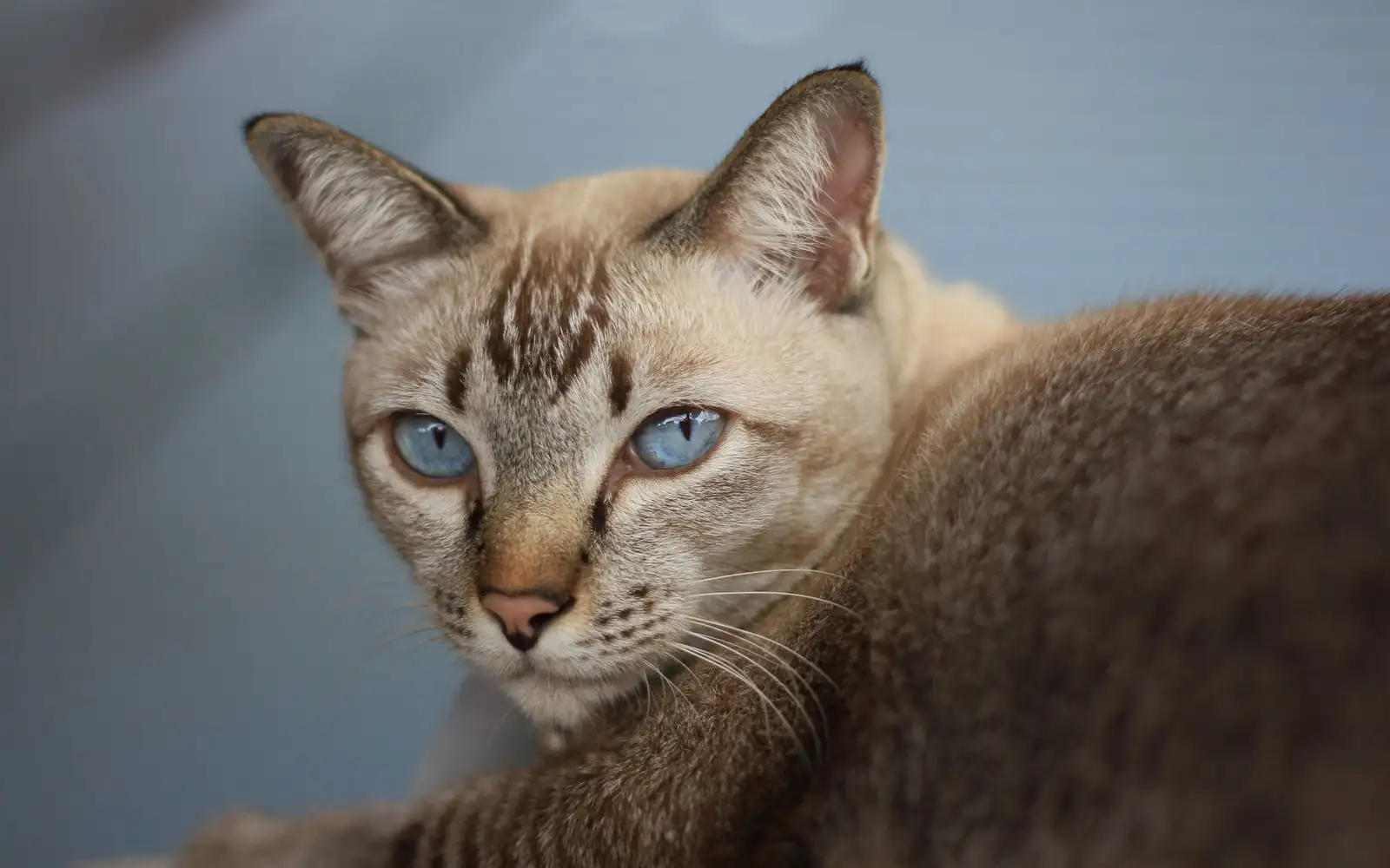 Bulu Pendek Siamese dan Bengal Bukan Semudah yang Disangka