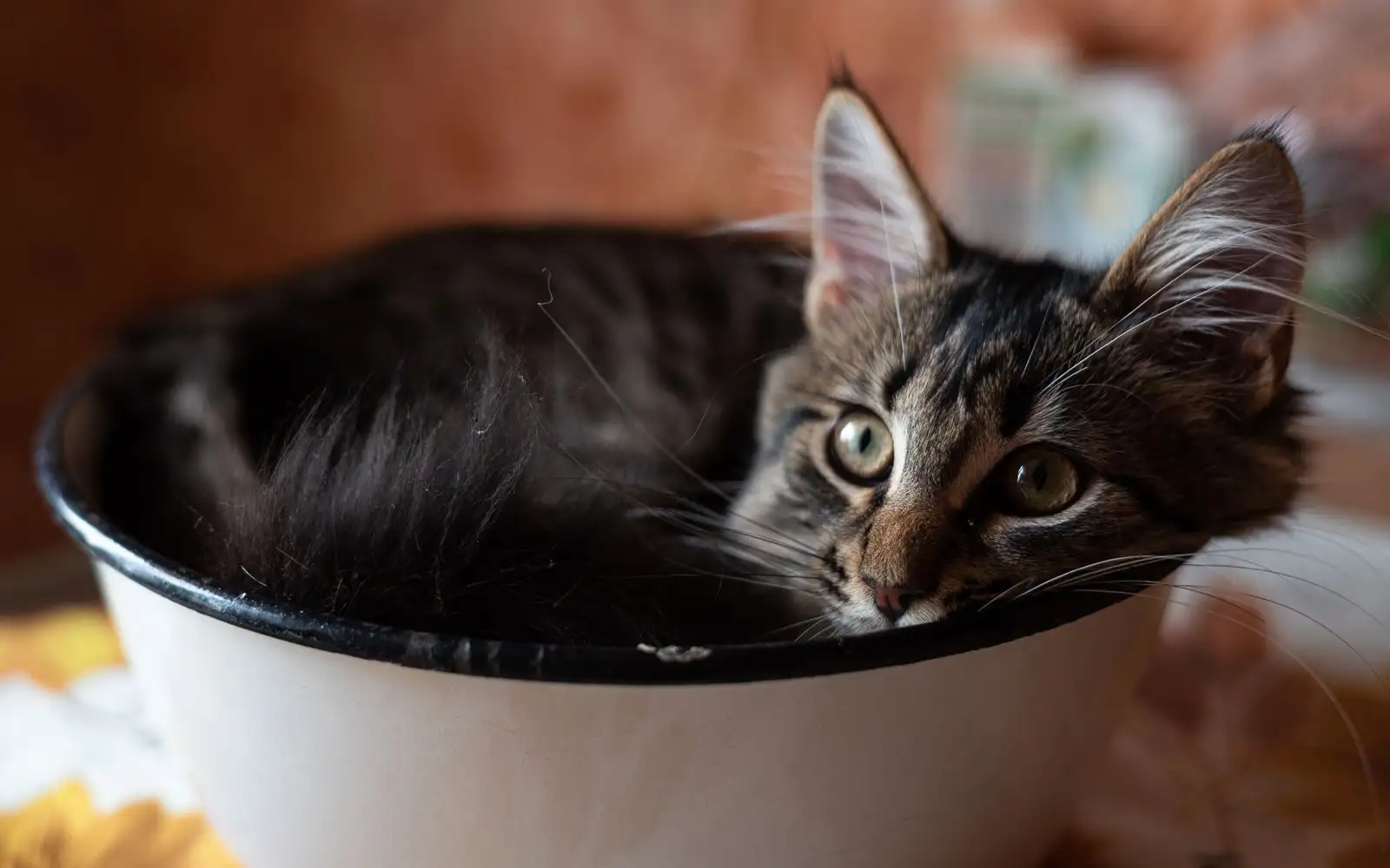 Tanda tandas dan pembawa kucing anda terlalu kecil untuk badannya