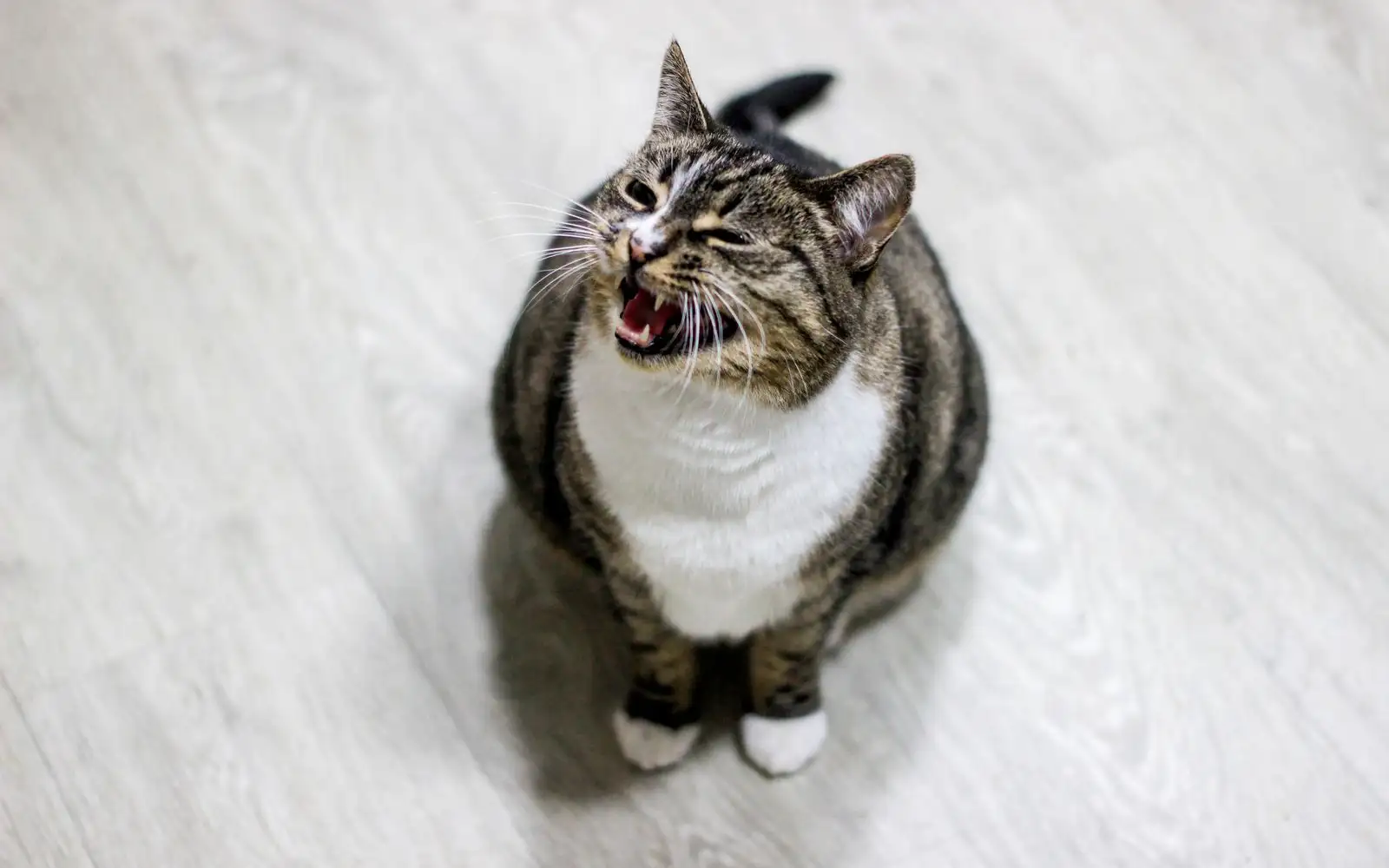 Enam Bunyi Kucing Selain Meow yang Selalu Kita Terlepas