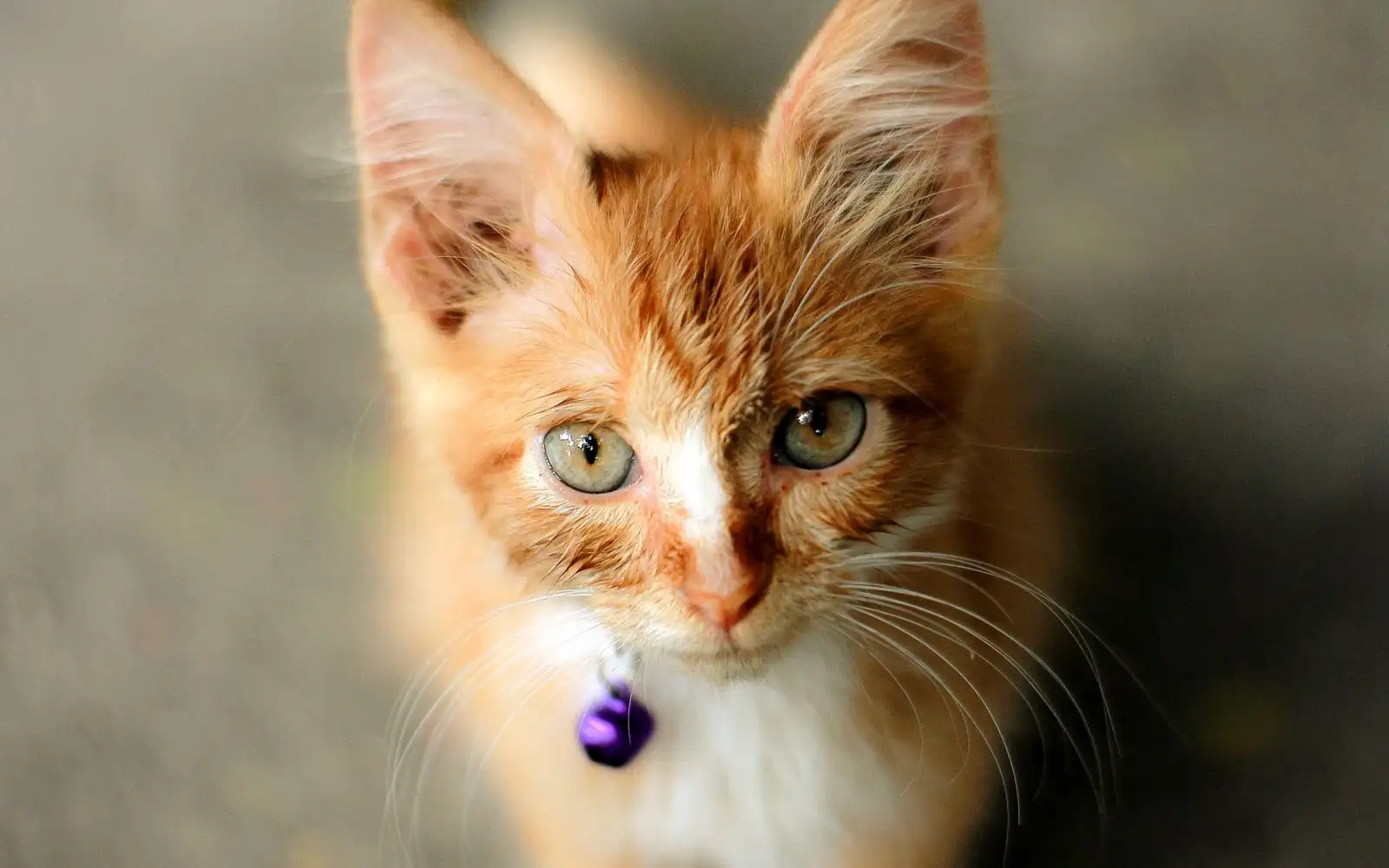 Soalan kos bulan pertama dan seterusnya sebelum ambil anak kucing