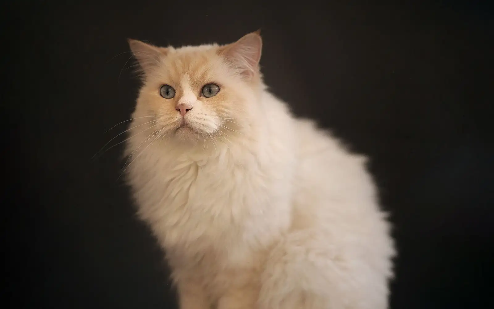 Cara bezakan baka kucing yang mirip tanpa bergantung pada kertas pedigri