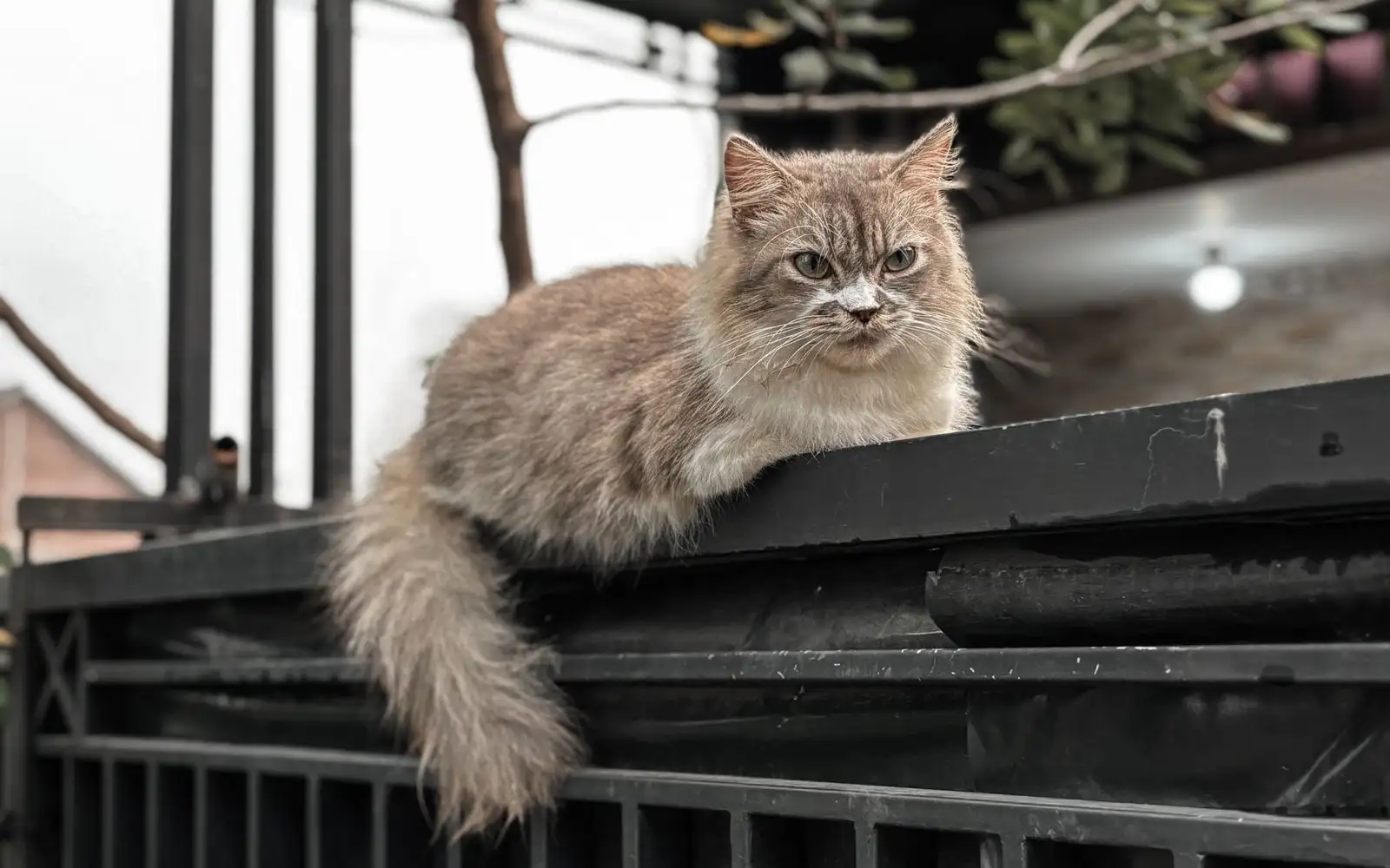 Tiga laluan di rumah teres yang selalu membiarkan kucing terlepas